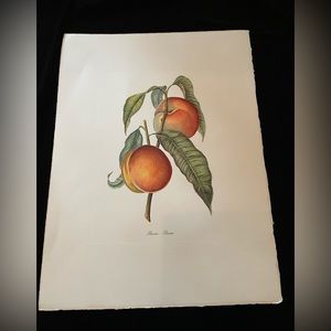 Hand Colored Botanical